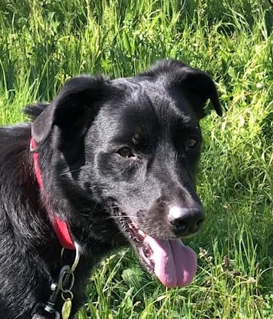 LEO, male Mixed Breed for adoption at Refuge Saint Roch Marseille, Marseille