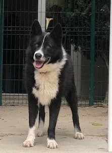 ORKI, female Mixed Breed for adoption at Refuge Saint Roch Marseille, Marseille