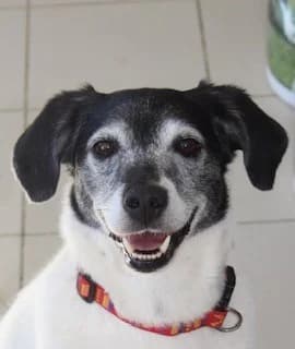 PERLE, female Mixed Breed for adoption at Refuge Saint Roch Marseille, Marseille