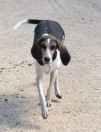 PRINCESSE, female Mixed Breed for adoption at Refuge Saint Roch Marseille, Marseille