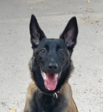 SANSA, female Mixed Breed for adoption at Refuge Saint Roch Marseille, Marseille