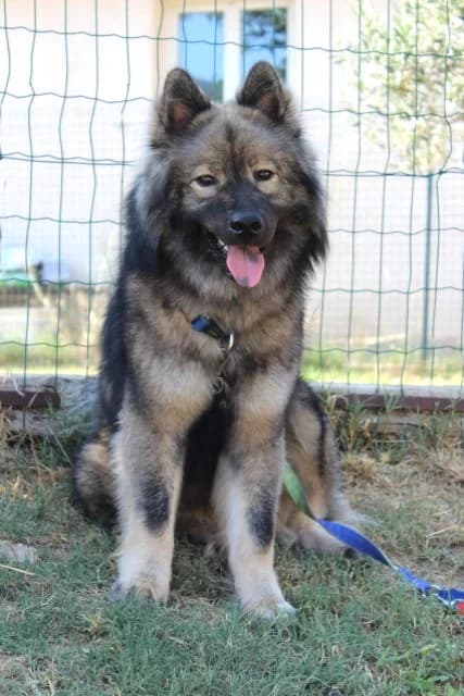 VASCO, male Mixed Breed for adoption at Refuge Saint Roch Marseille, Marseille