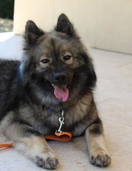 VASCO, male Mixed Breed for adoption at Refuge Saint Roch Marseille, Marseille