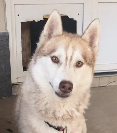 Volt, Husky for adoption at Refuge Saint Roch Marseille, Marseille