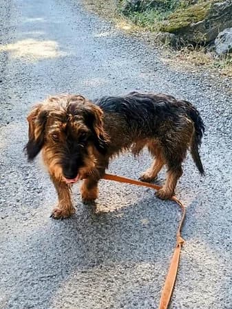 BASTI, male 6yo Dachshund for adoption at Refuge SAM