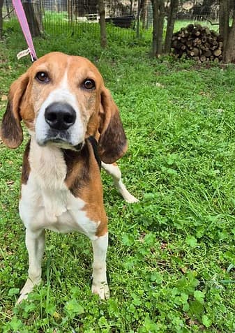 BobbyLoulou, male 5yo Beagle for adoption at Refuge SAM