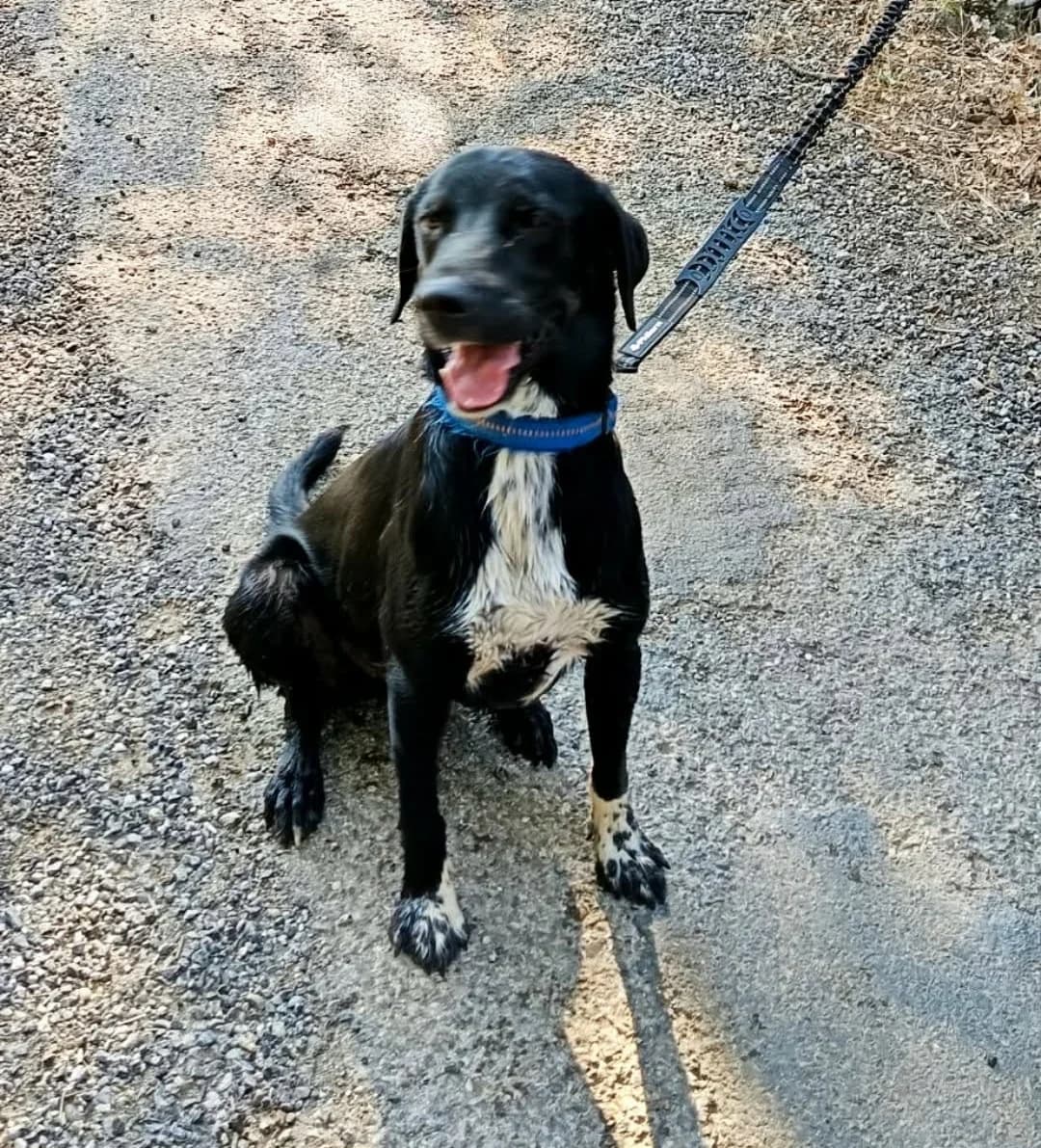BOWIERACE, male 3yo mixed breed for adoption at Refuge SAM