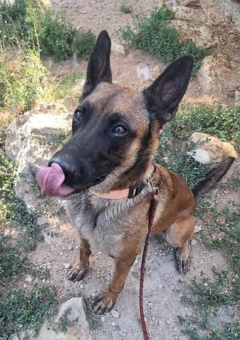 NALA, female 3yo Belgian Malinois for adoption at Refuge SAM