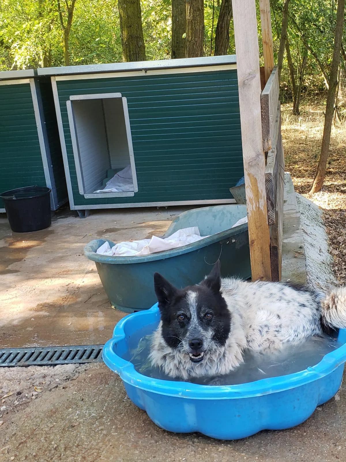 MIRONCraintif, male senior Border Collie for adoption at Refuge SAM