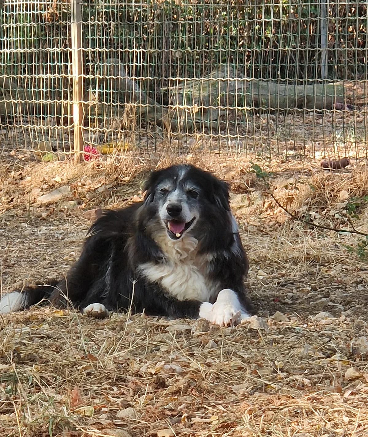 LUNATrès, male senior mixed breed for adoption at Refuge SAM