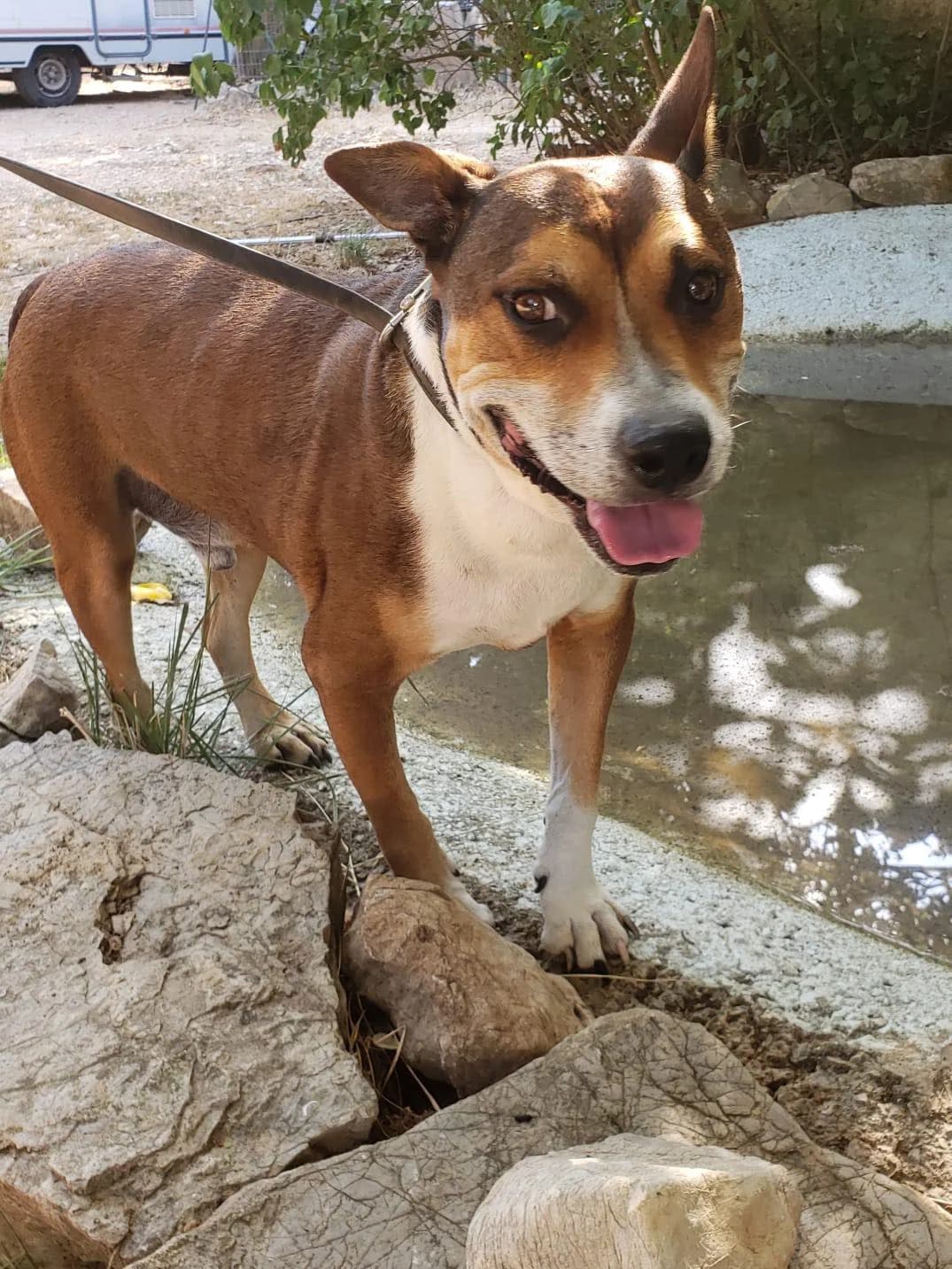 FALCOAime, male senior Bull Terrier for adoption at Refuge SAM