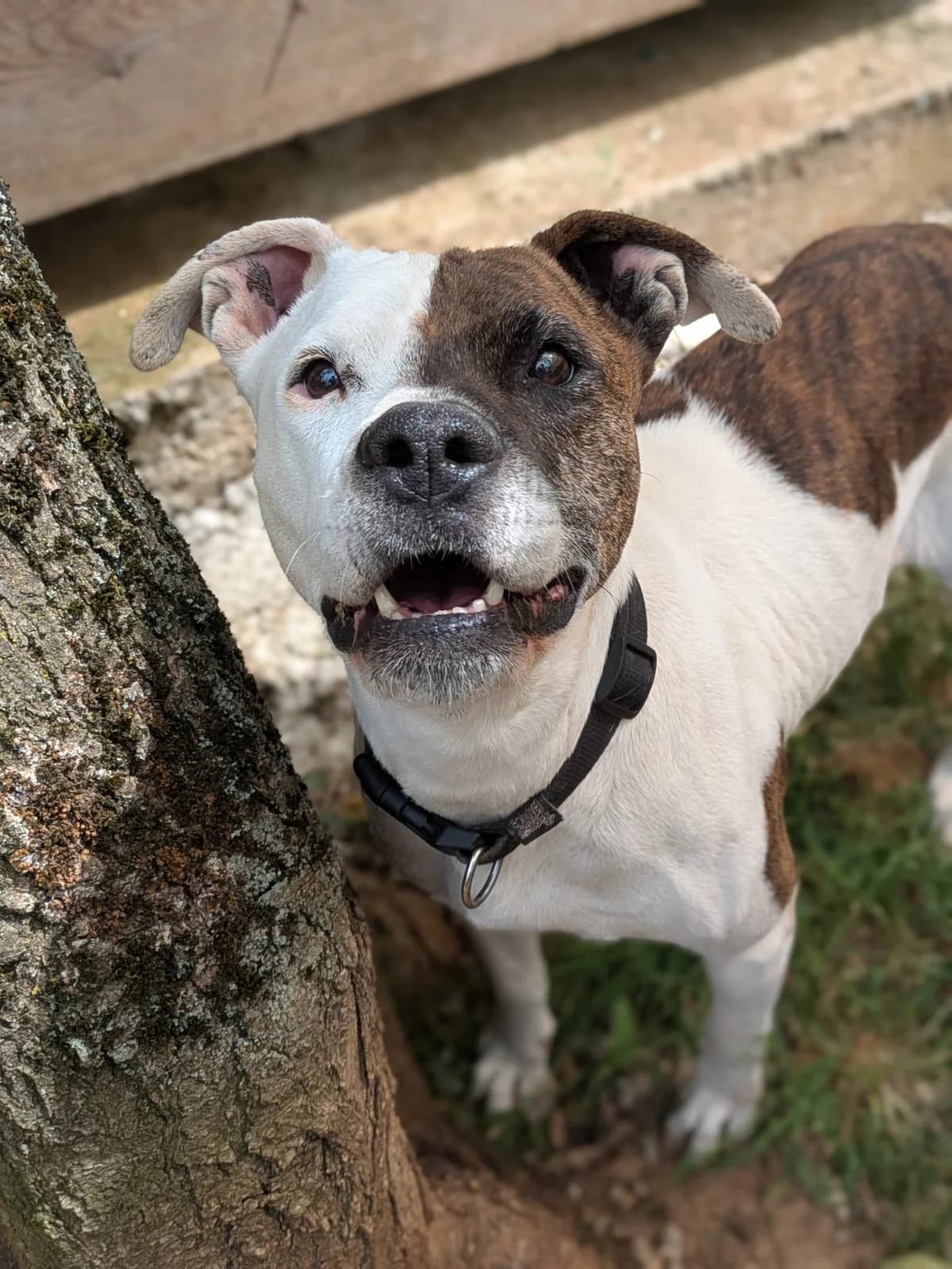 XENAOk, female senior mixed breed for adoption at Refuge SAM