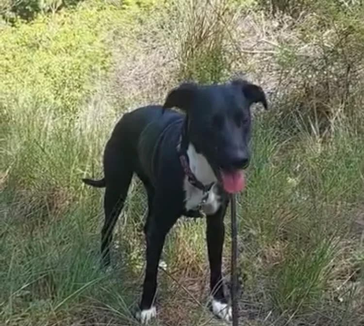 VEGA, female young Dalmatian for adoption at Refuge SAM