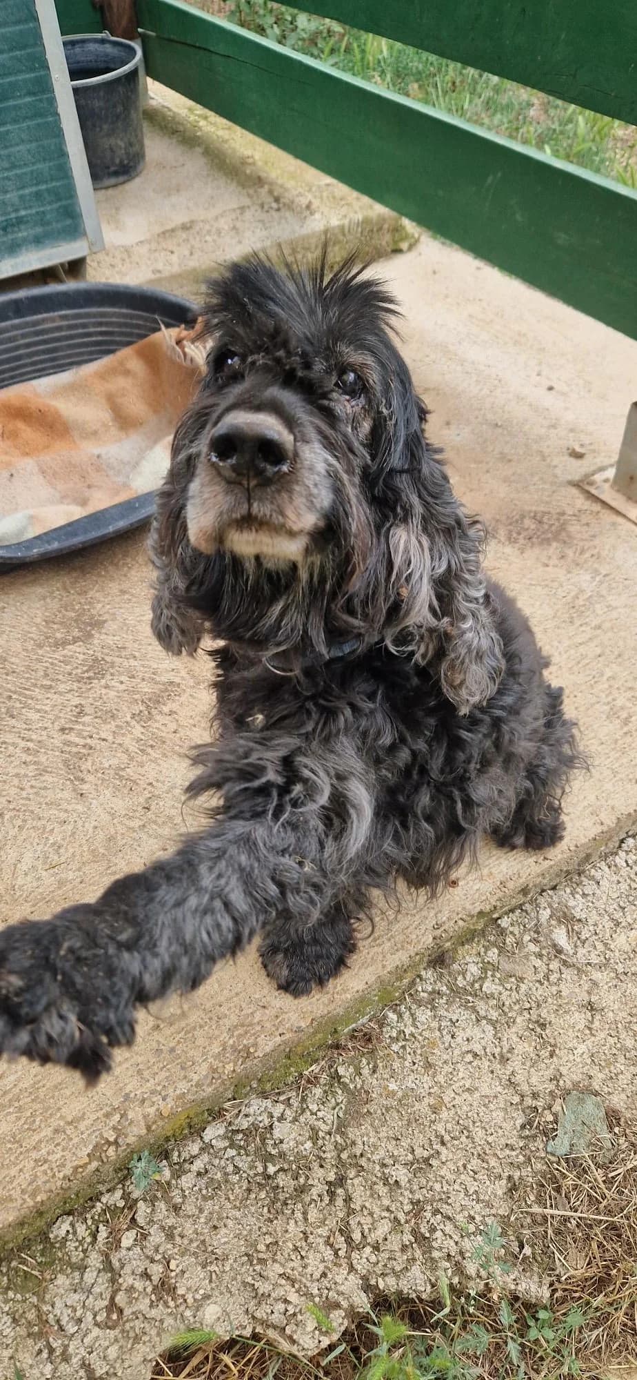 ELIOTTPlein, male senior Cocker Spaniel for adoption at Refuge SAM