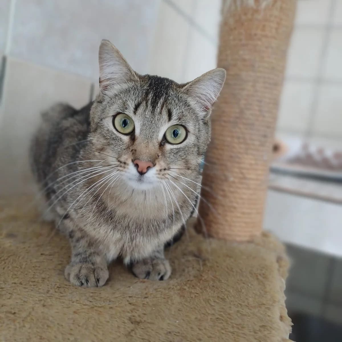 Sweet, male 5yo European Shorthair for adoption at Refuge Saint-Jean