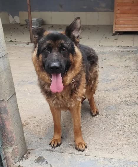 Ultra, male 3yo Belgian Malinois for adoption at Refuge Saint-Jean