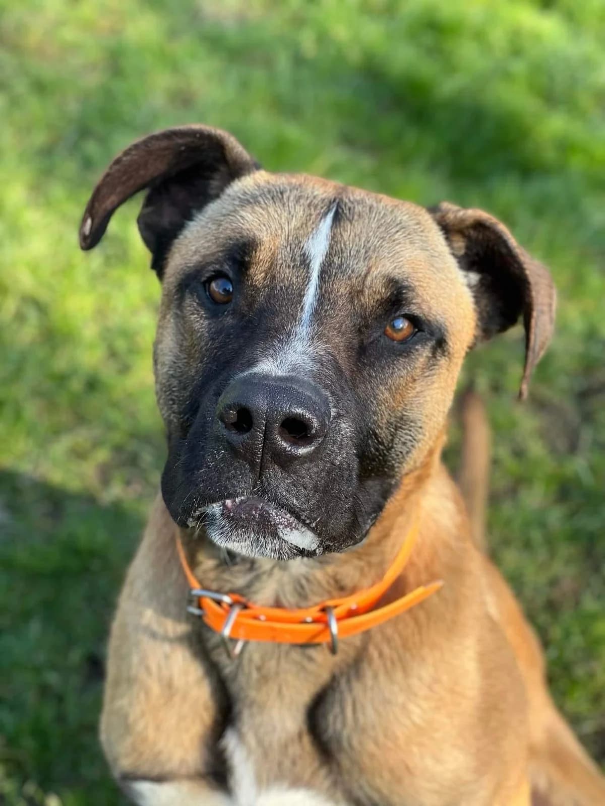 Versace, male Mixed Breed for adoption at Refuge Thiernay