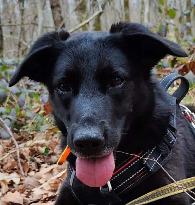 Pilou, male Mixed Breed for adoption at Refuge Thiernay