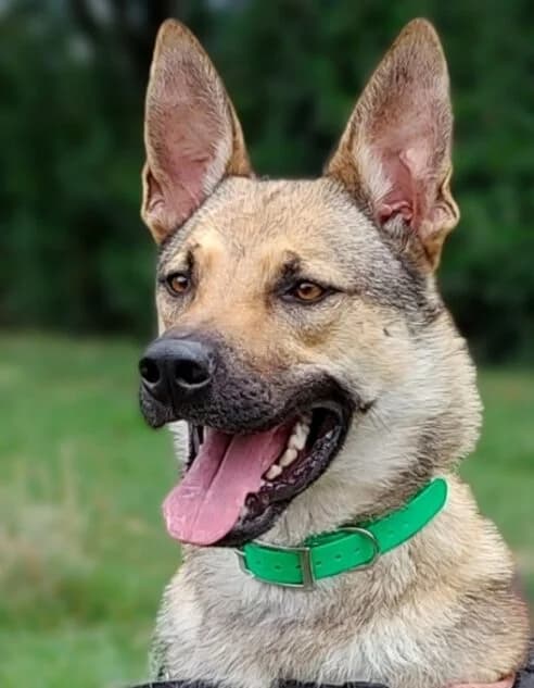 Loustik, male Mixed Breed for adoption at Refuge Thiernay