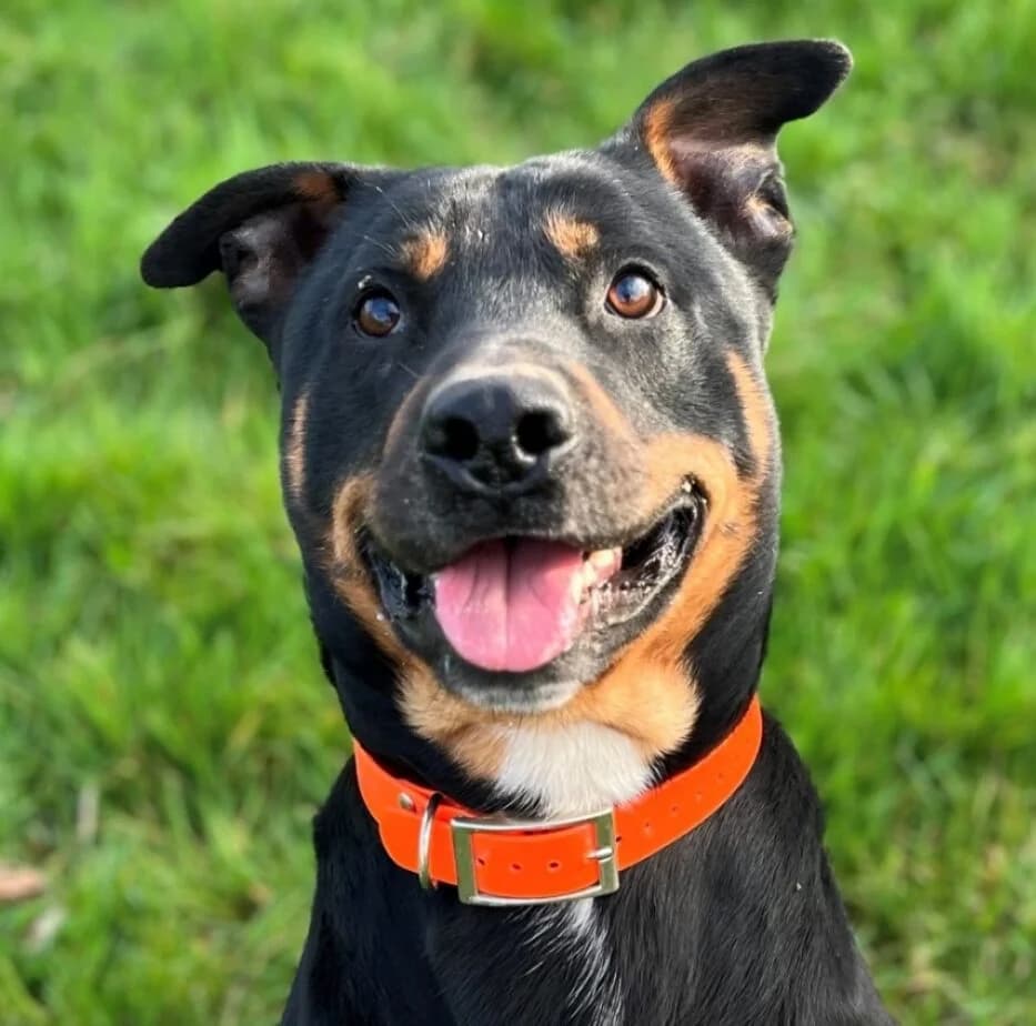 KIRA, male Mixed Breed for adoption at Refuge Thiernay