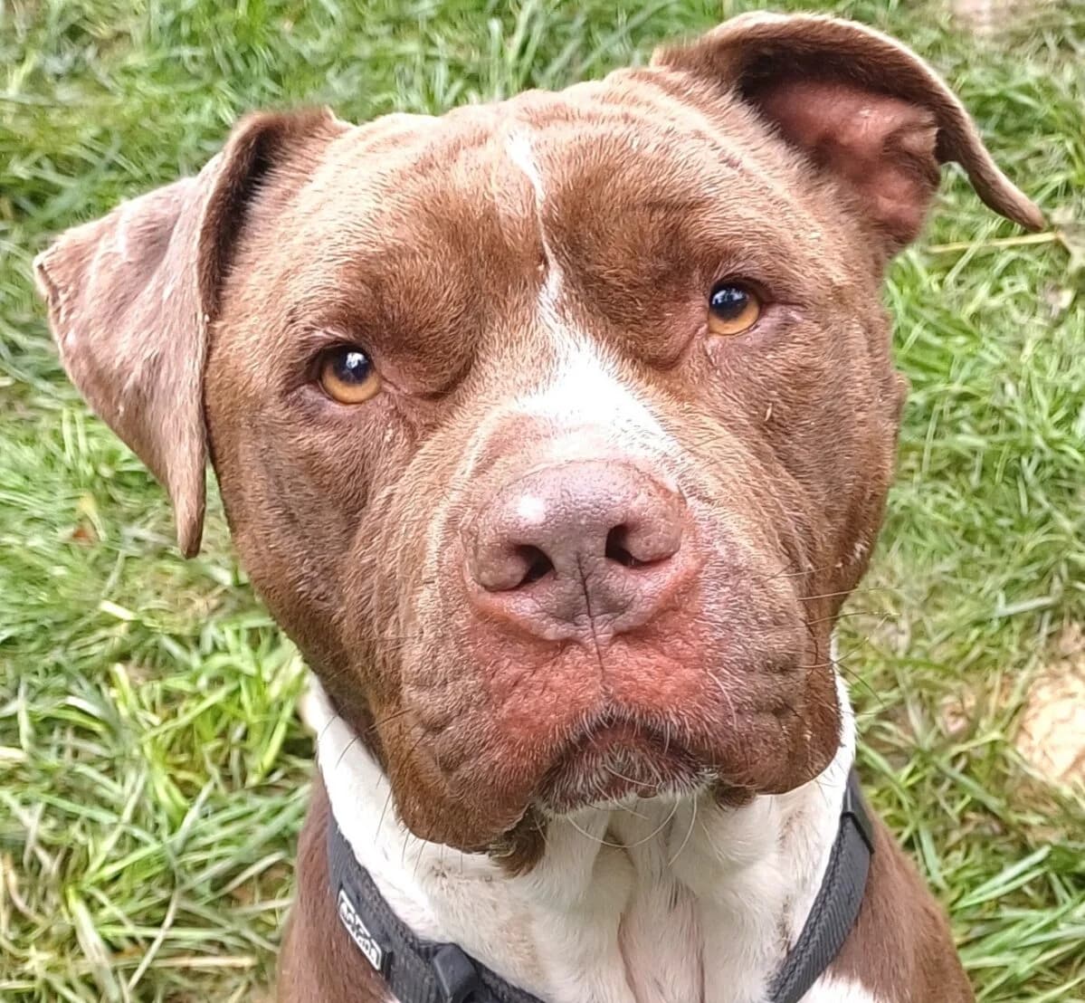 Onyx 2, male Mixed Breed for adoption at Refuge Thiernay