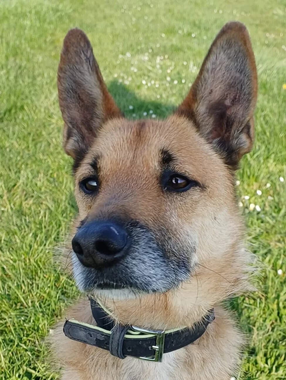 FALCO, male Mixed Breed for adoption at Refuge Thiernay