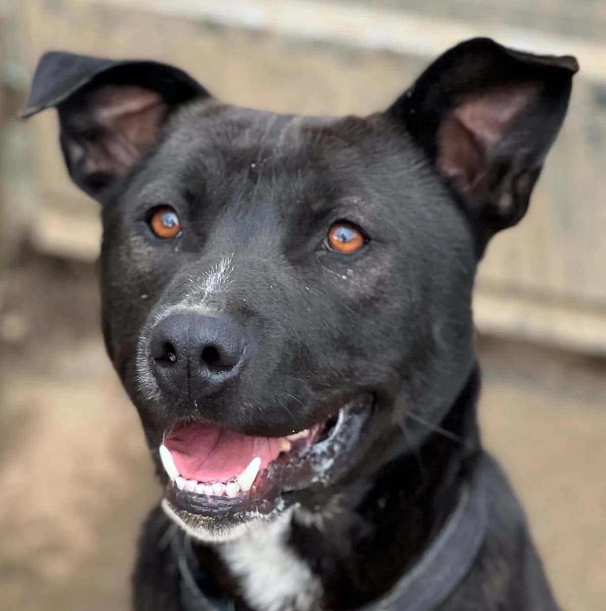 Nero, male Mixed Breed for adoption at Refuge Thiernay