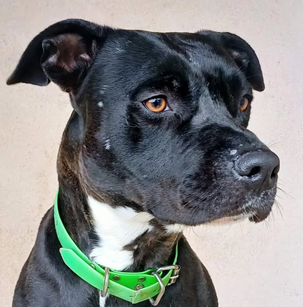 Apache, female Mixed Breed for adoption at Refuge Thiernay