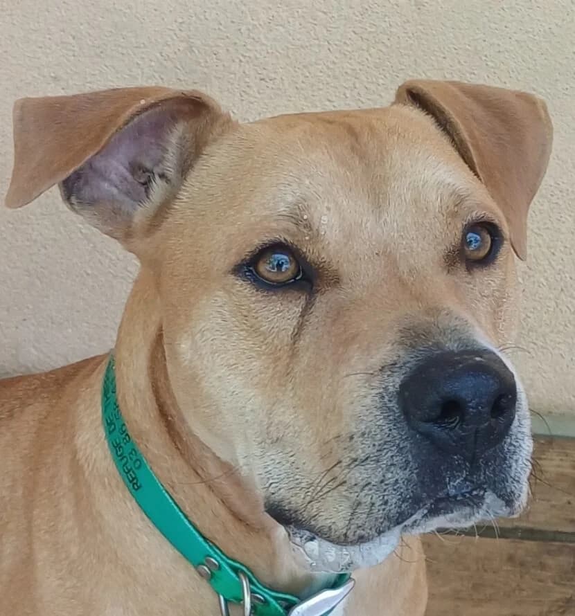 JACK, male Mixed Breed for adoption at Refuge Thiernay