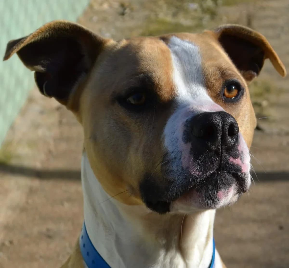Daimon, male Mixed Breed for adoption at Refuge Thiernay