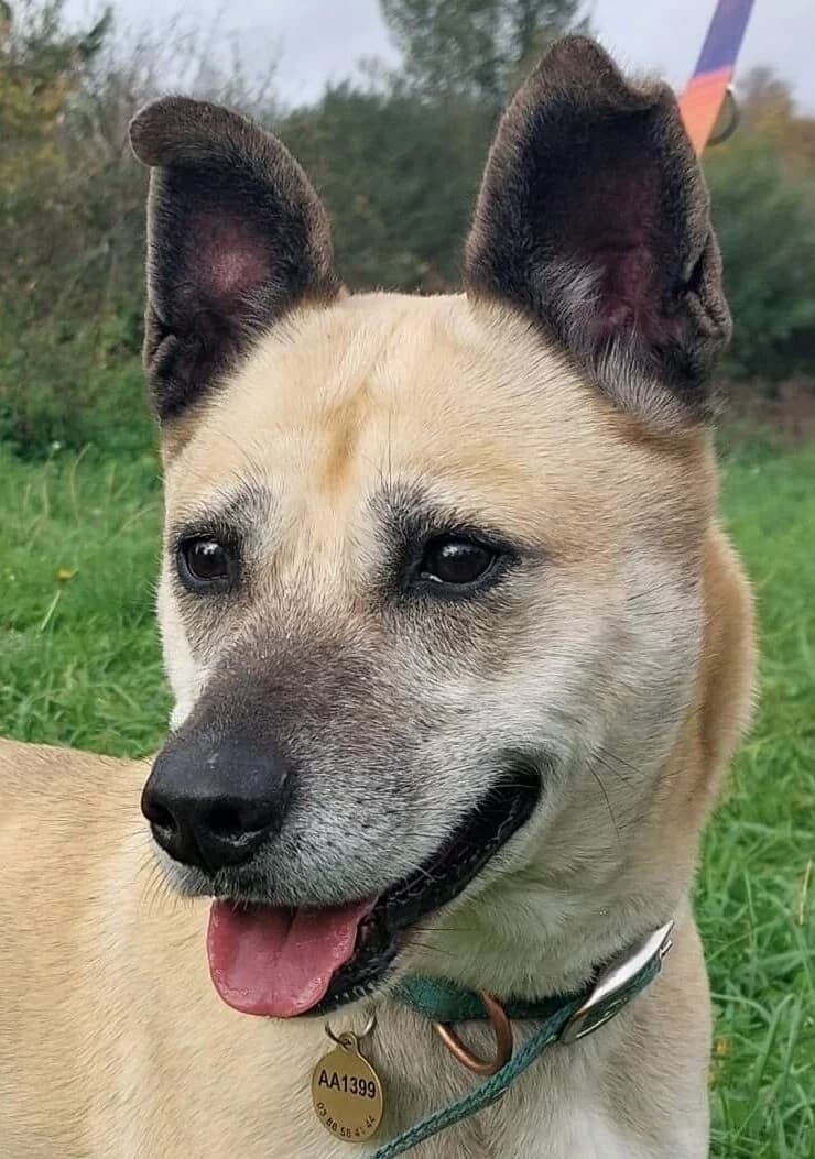 Lisa, female Mixed Breed for adoption at Refuge Thiernay