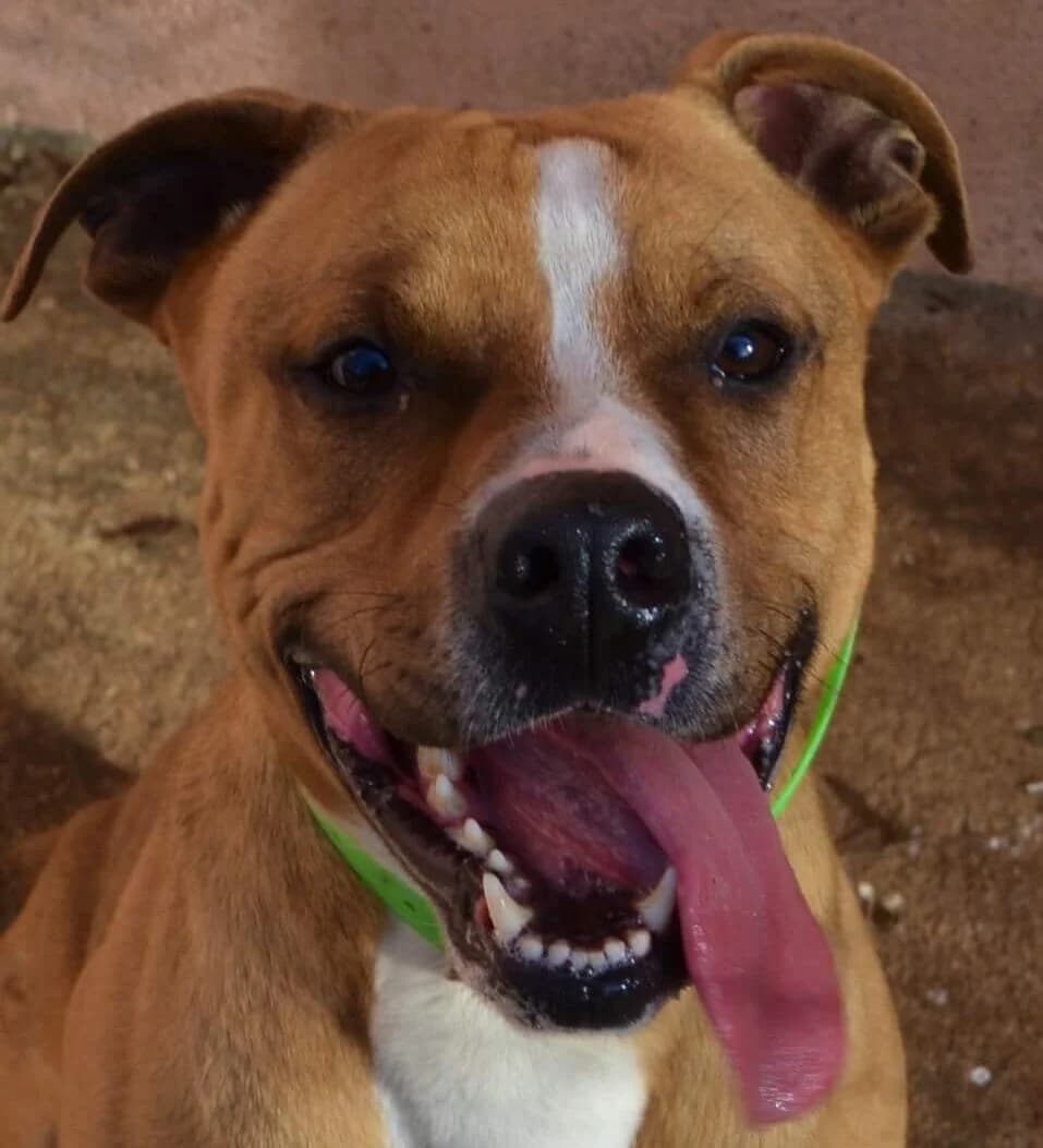 SpΓ©culos, male Mixed Breed for adoption at Refuge Thiernay