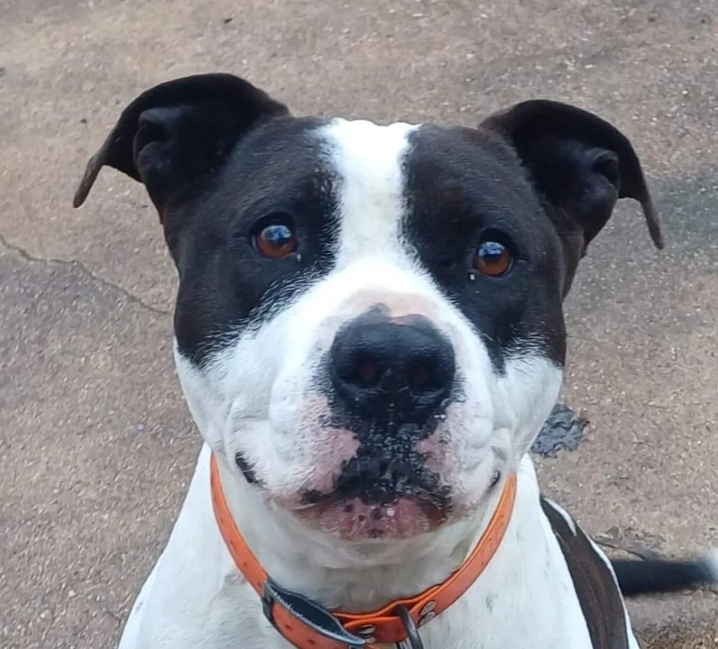 Snoopy, male Mixed Breed for adoption at Refuge Thiernay