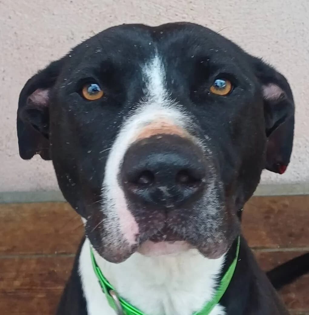 Jahles, male Mixed Breed for adoption at Refuge Thiernay