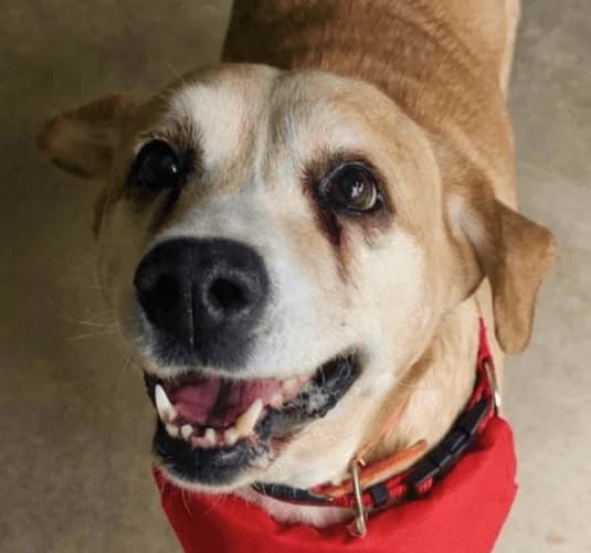 Diva, female Mixed Breed for adoption at Refuge Thiernay