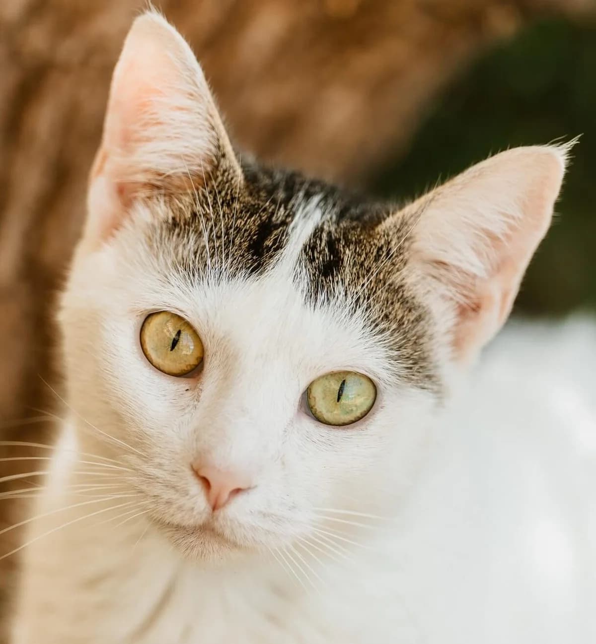 ATHENA, female Mixed Breed for adoption at Refuge Thiernay