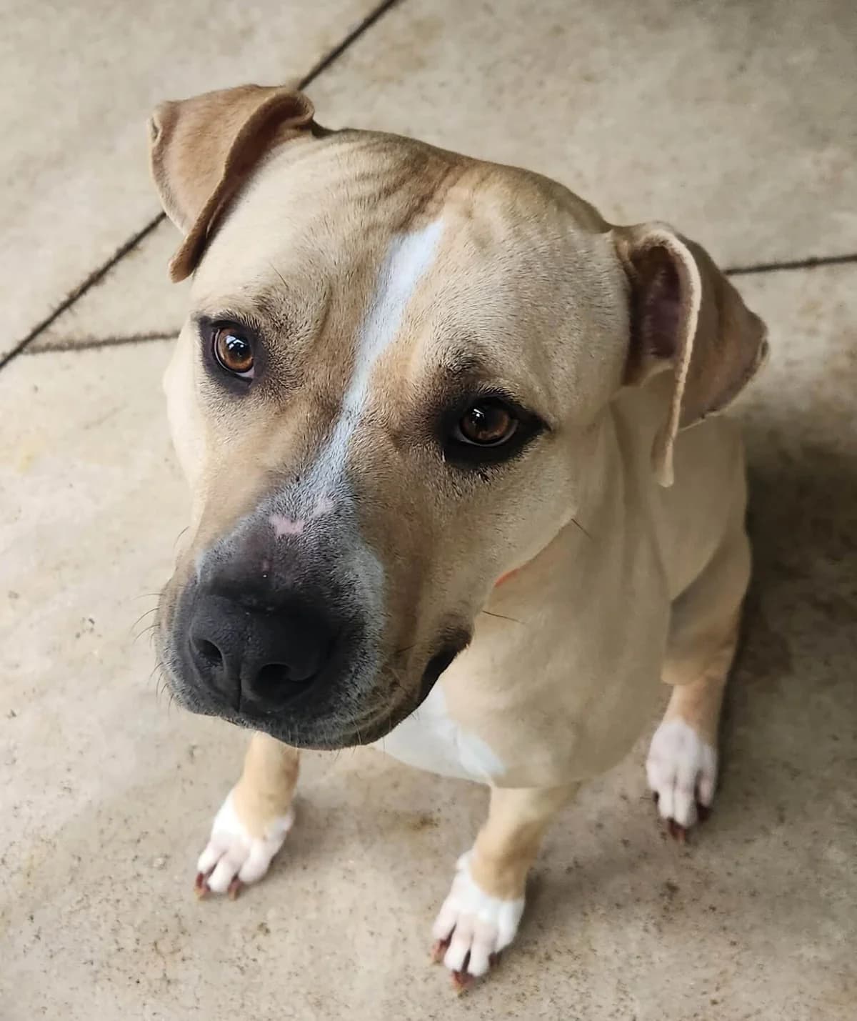 Lovely, female Mixed Breed for adoption at Refuge Thiernay