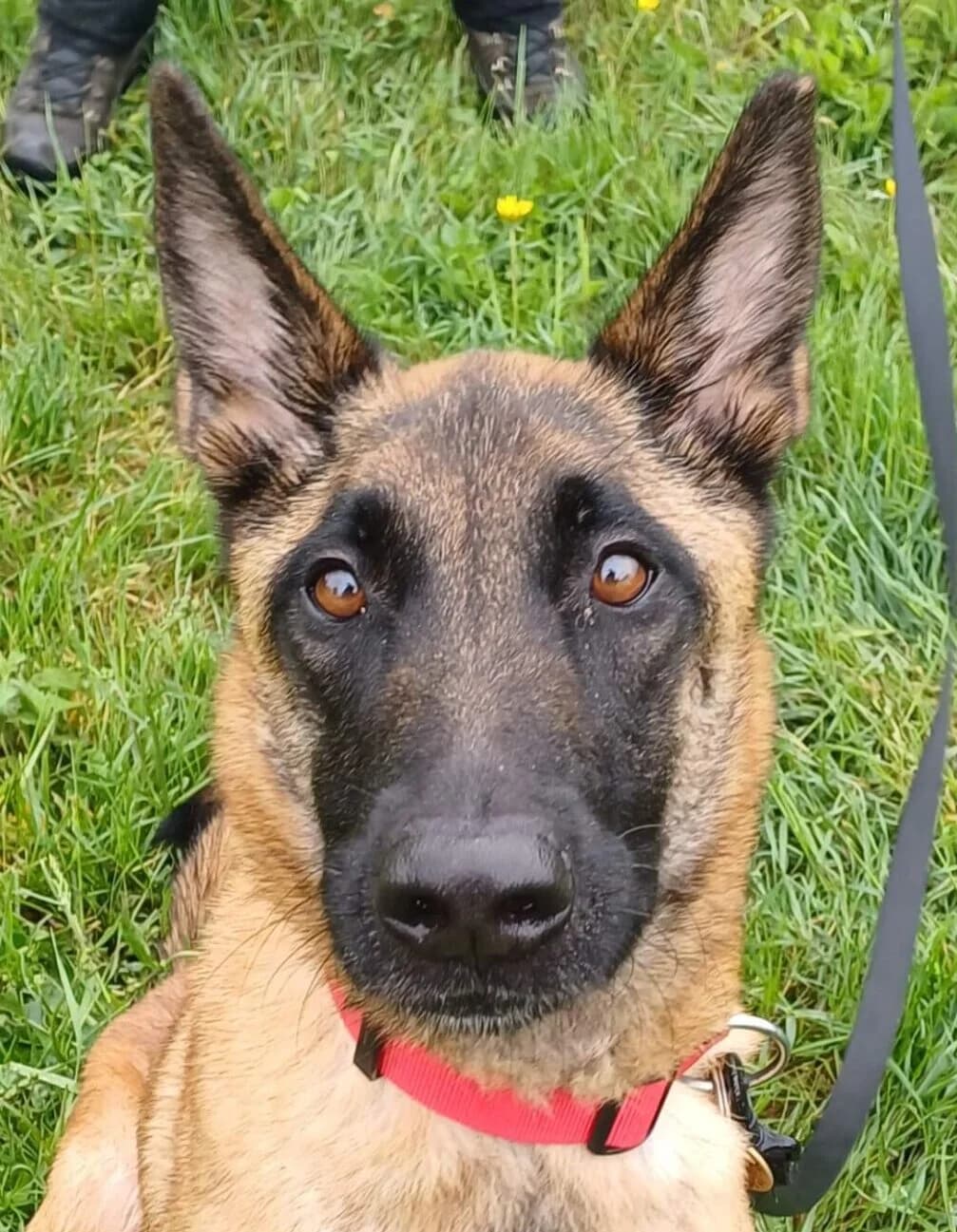 Bella, female Mixed Breed for adoption at Refuge Thiernay