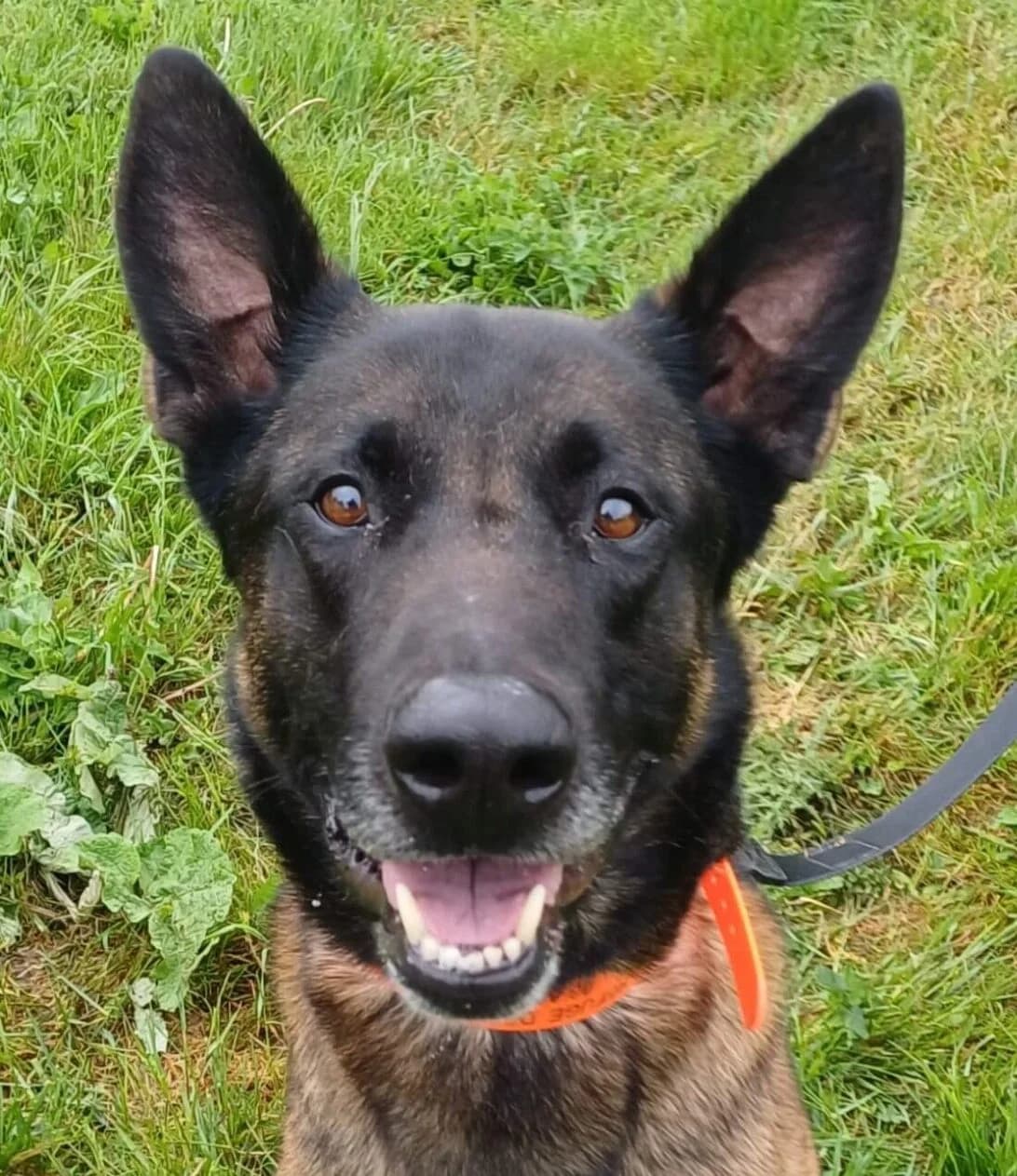 Sunny, male Mixed Breed for adoption at Refuge Thiernay
