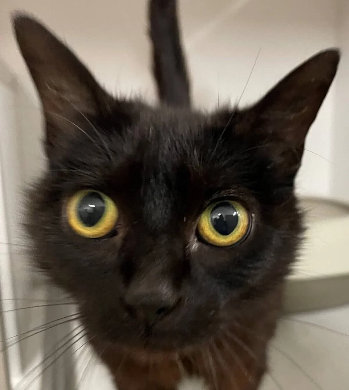Tessy, female Mixed Breed for adoption at Refuge Thiernay