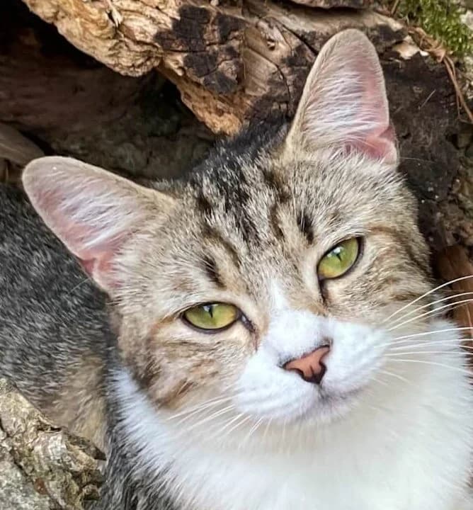 Nacelle, female Mixed Breed for adoption at Refuge Thiernay
