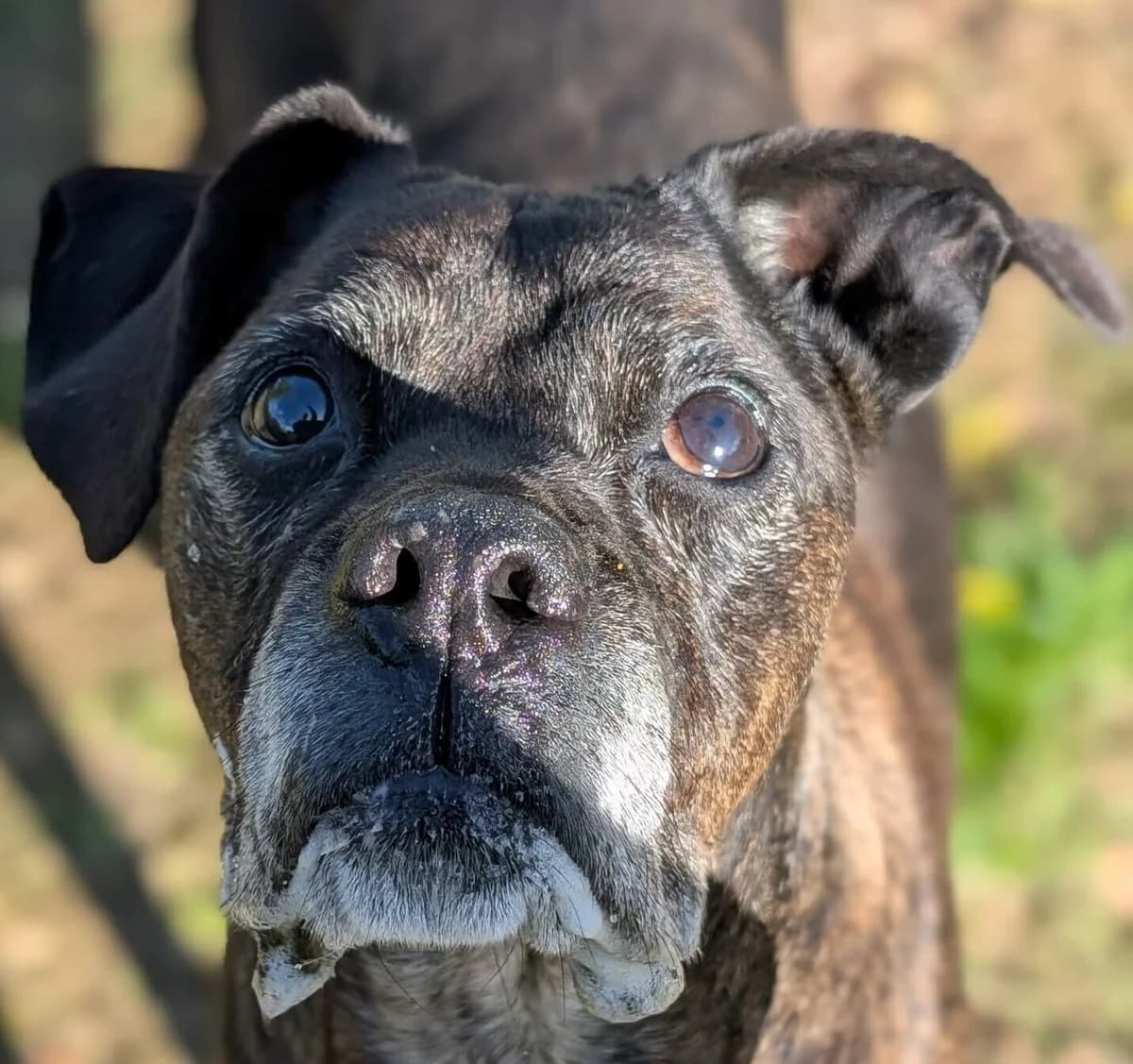 Apollon, male Mixed Breed for adoption at Refuge Thiernay