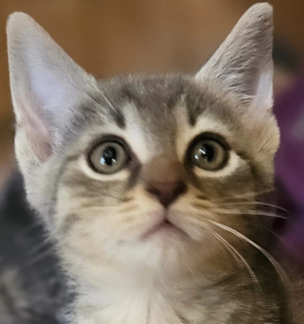 Beverly, female Mixed Breed for adoption at Refuge Thiernay