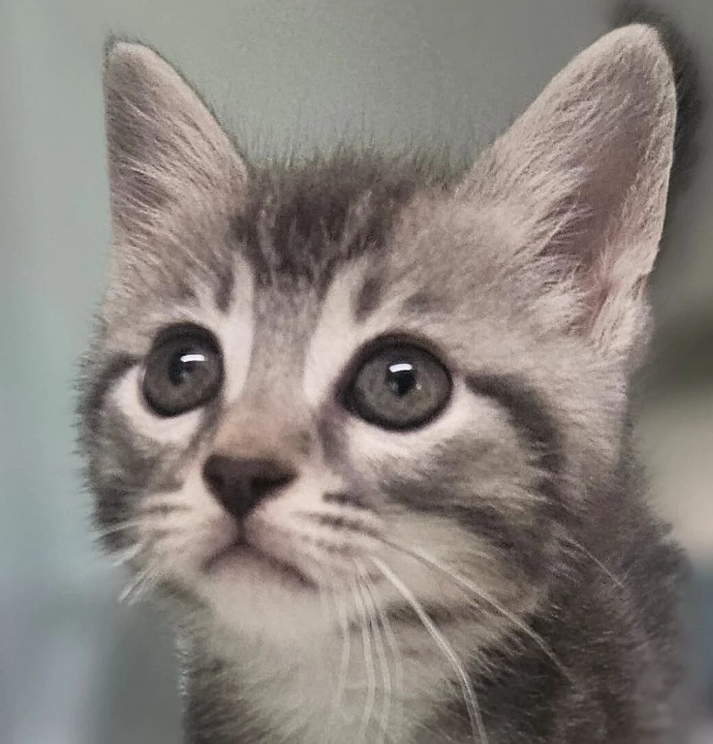 Bacon, male Mixed Breed for adoption at Refuge Thiernay