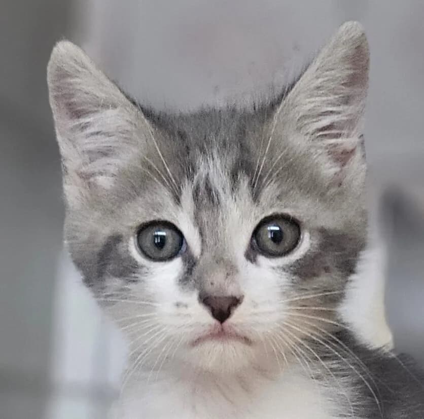 Balisto, male Mixed Breed for adoption at Refuge Thiernay