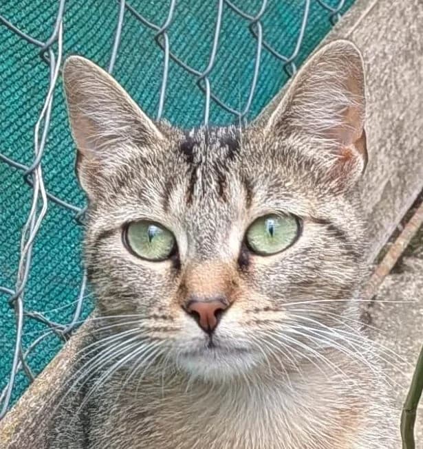 Finesse, female Mixed Breed for adoption at Refuge Thiernay
