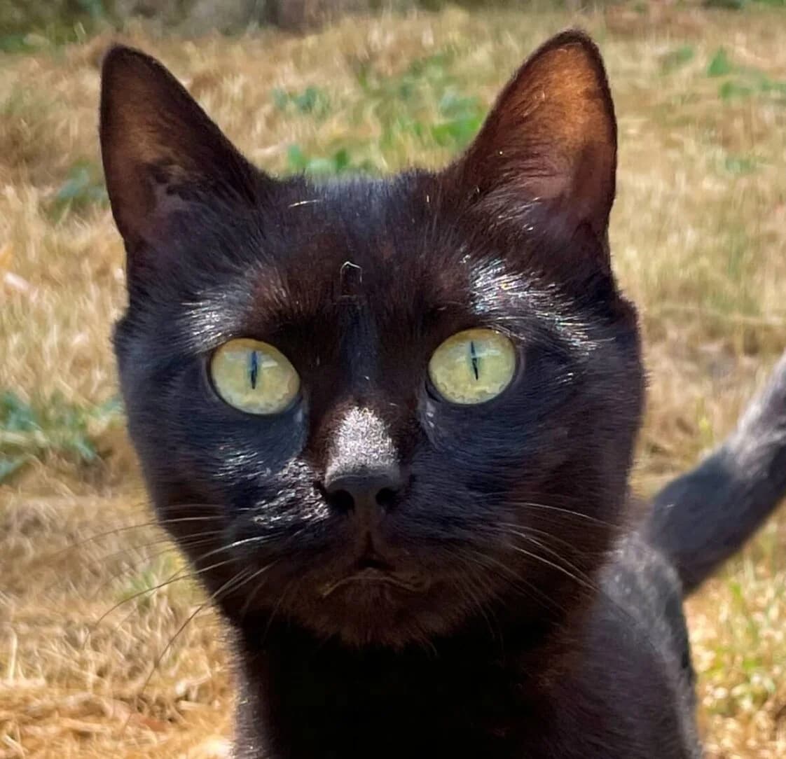 Sourdine, female Mixed Breed for adoption at Refuge Thiernay