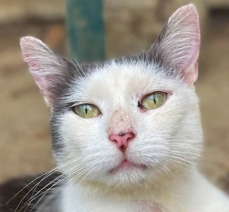 Vagabond, male Mixed Breed for adoption at Refuge Thiernay