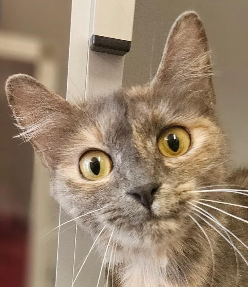 Ninon, female Mixed Breed for adoption at Refuge Thiernay
