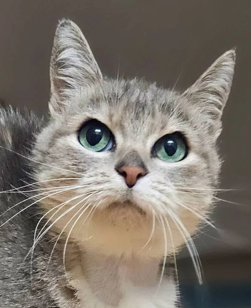 Gwendoline, female Mixed Breed for adoption at Refuge Thiernay